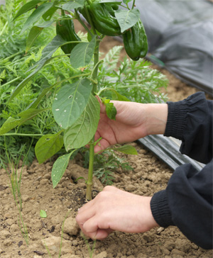 伊豆で一番美味しい野菜